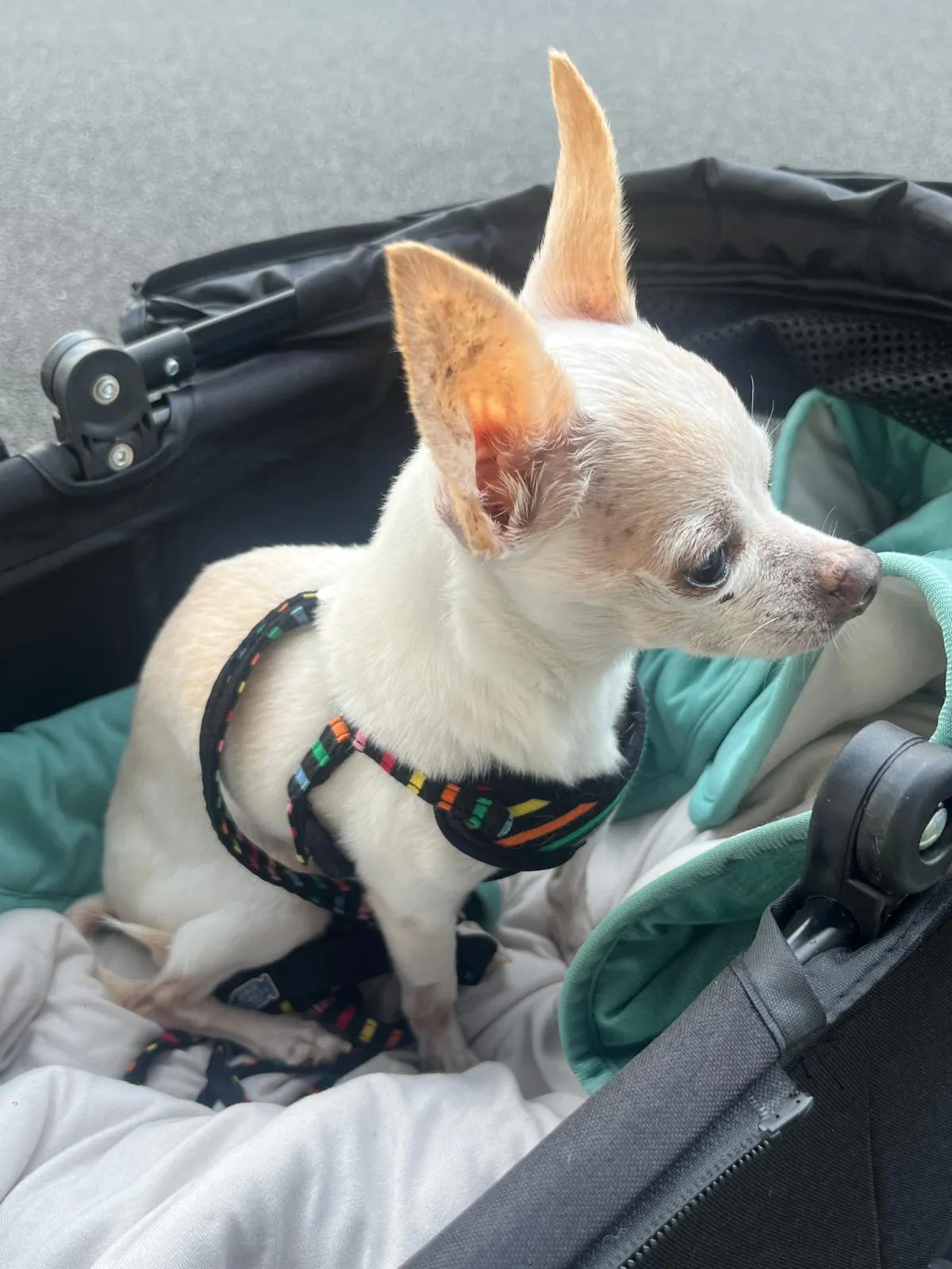 A dog picture